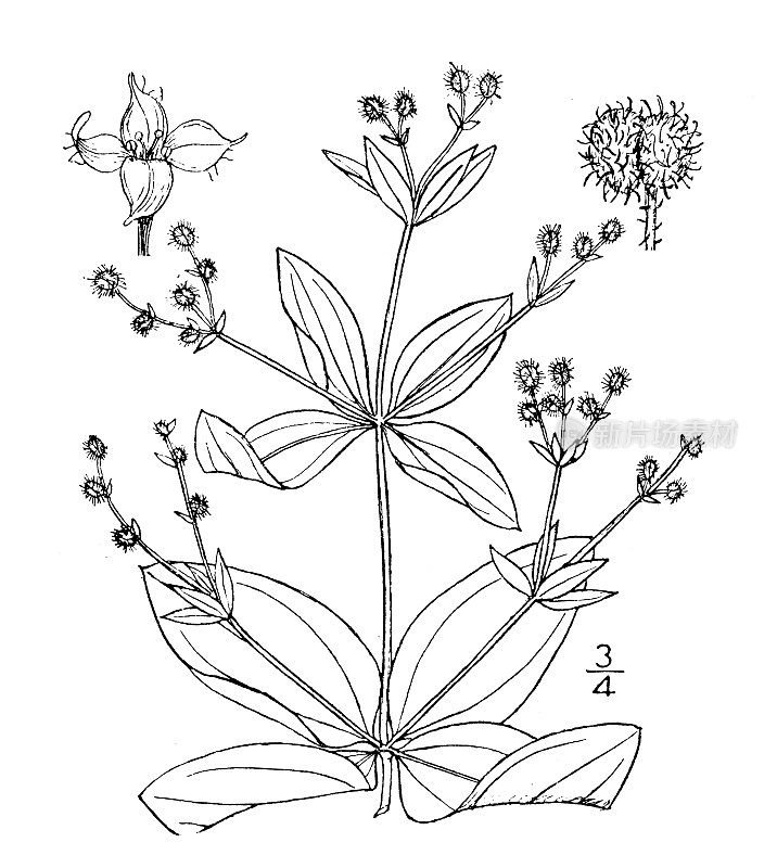 古植物学植物插图:circaezans, Cross Cleavers